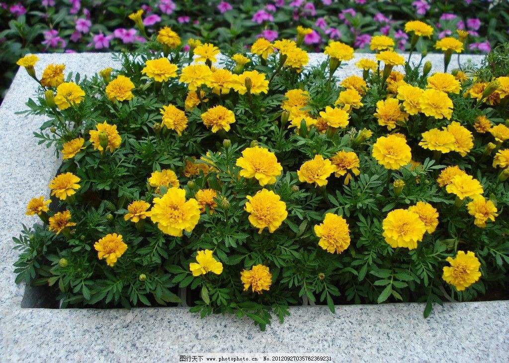 孔雀草的害处,孔雀草好养吗