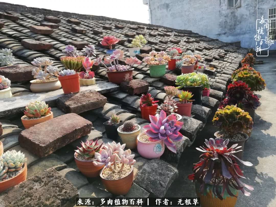 多肉寒冬中茁壮成长,多肉岁月的沉淀