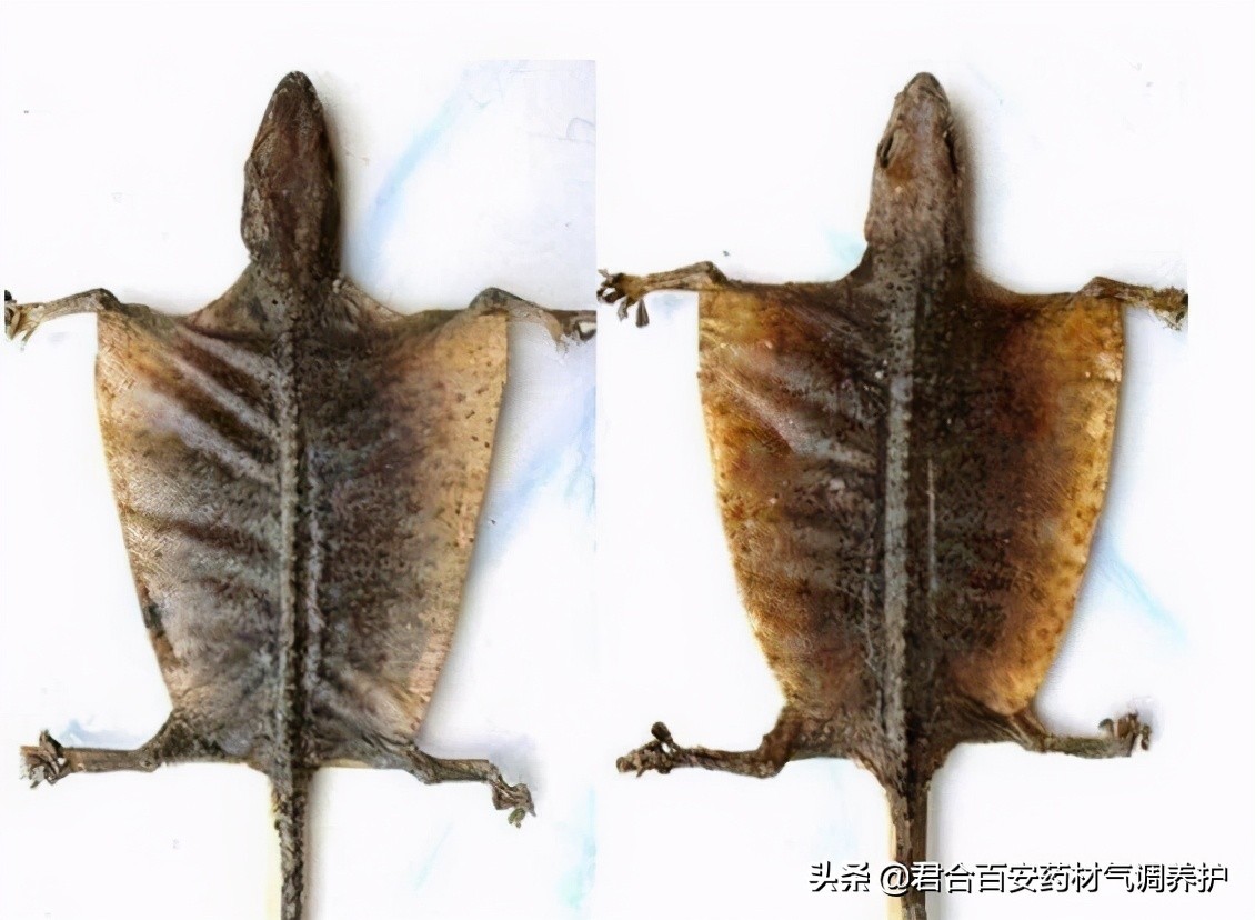 中药材地下虫害怎么管理,药材如何防病虫害