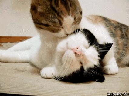 100个驯服动物的冷知识,6条养猫冷知识