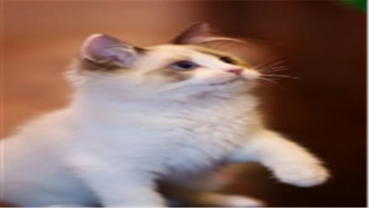 别被骗了！布偶猫多少钱？先看看“色块”