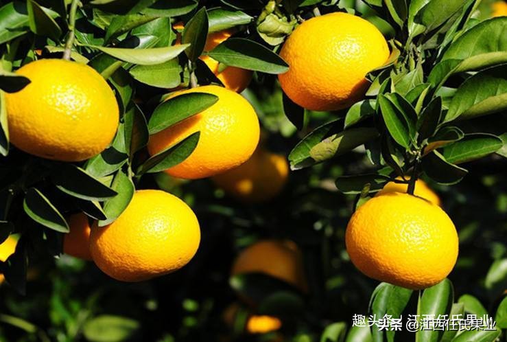 柑橘低谷期怎么赚钱,柑橘销售难对策建议
