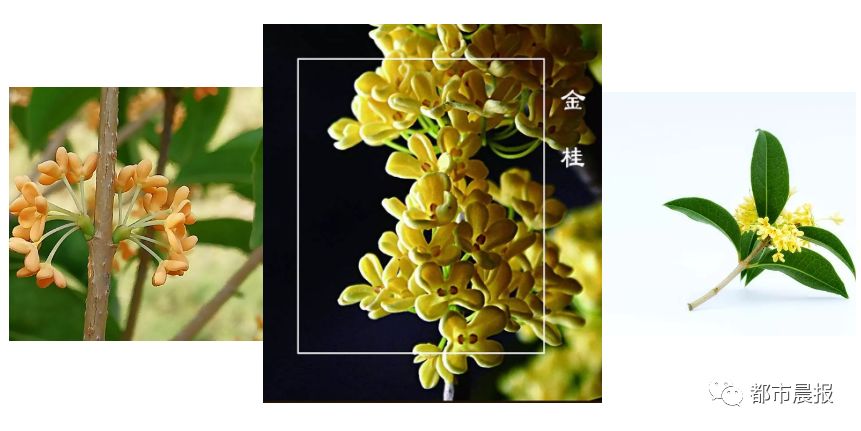 徐州市区桂花地图上线，能看又能吃！趁着十一假期快去吧