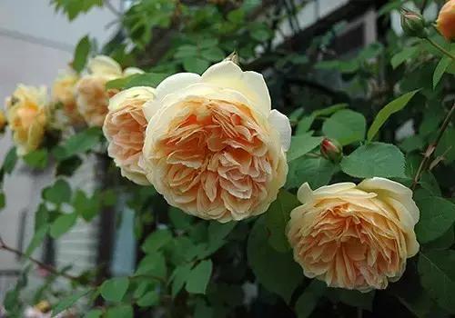 最漂亮10种微型月季,新手必入这8种月季漂亮好养