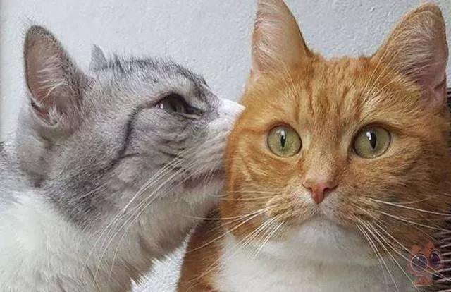 用舌头舔猫会怎样,舔猫头一口会有什么反应