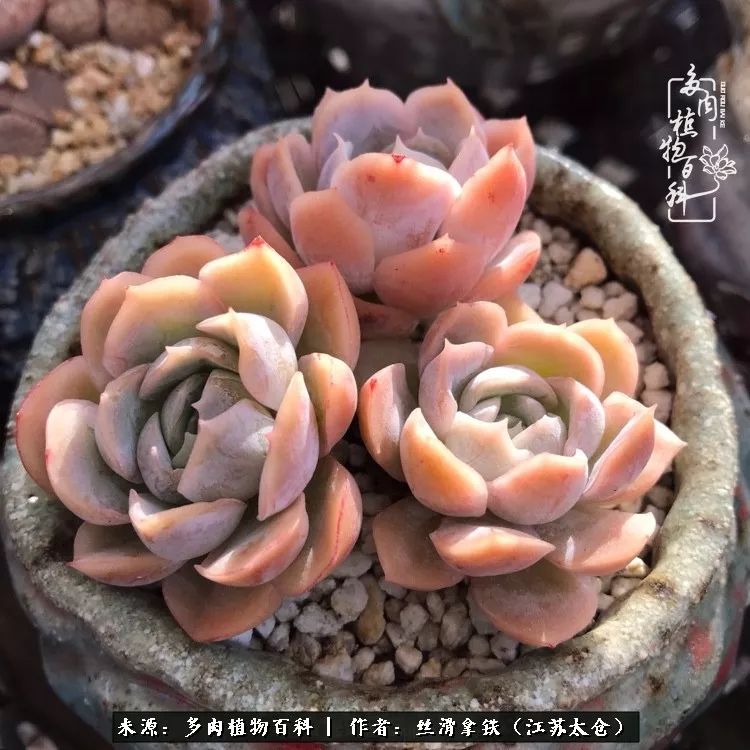 秋叶将落,秋叶即将落下你依然美丽