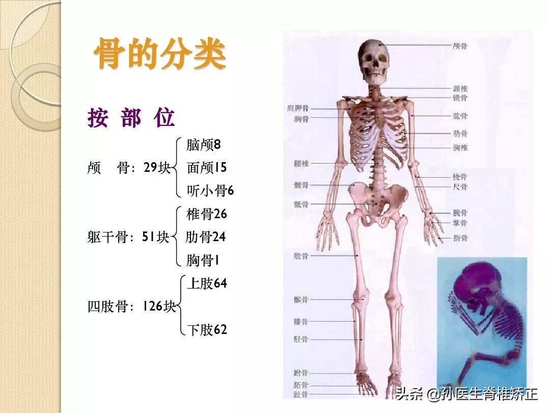 人体解剖学骨骼学思维导图,人体骨骼解剖学纪录片