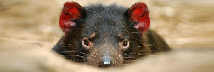 澳洲悉尼动物园,悉尼塔隆加动物园介绍