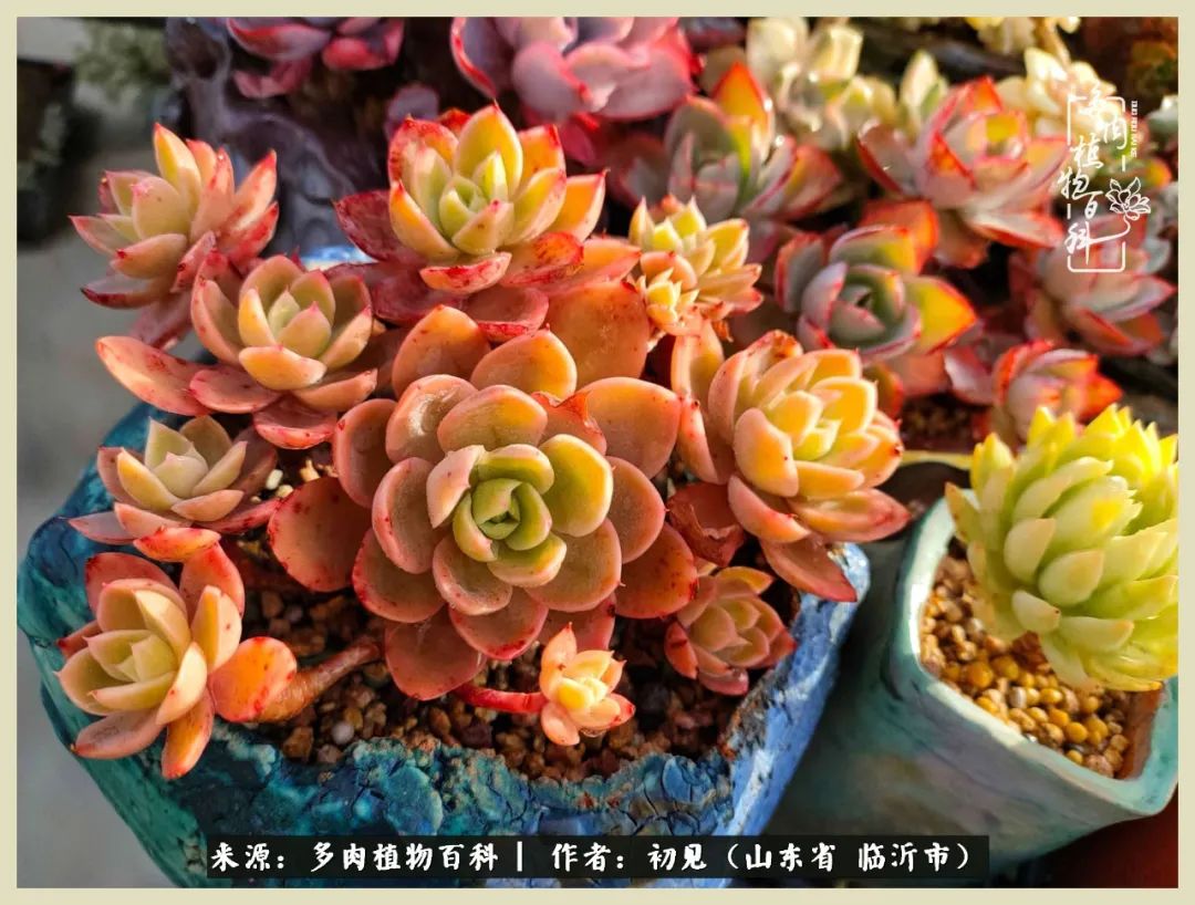 和多肉植物相伴,和多肉相处的心情