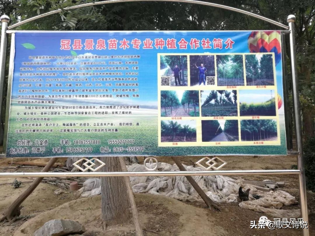 山东冠县精品苗木基地,冠县种植基地