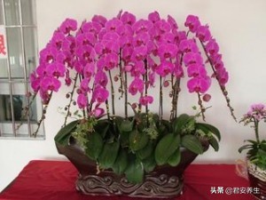 在深圳开花店怎么运营,深圳花店免费教学视频