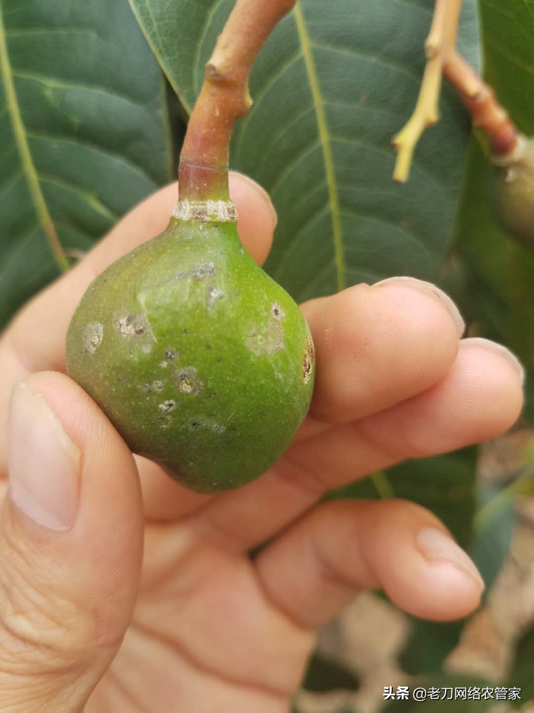 芒果炭疽病用什么杀菌剂效果好,芒果树叶炭疽病的症状及表现