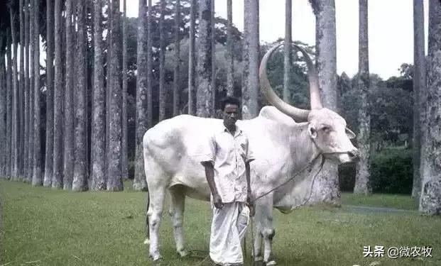 养牛不懂品种是不行的!牛品种大全!转了!