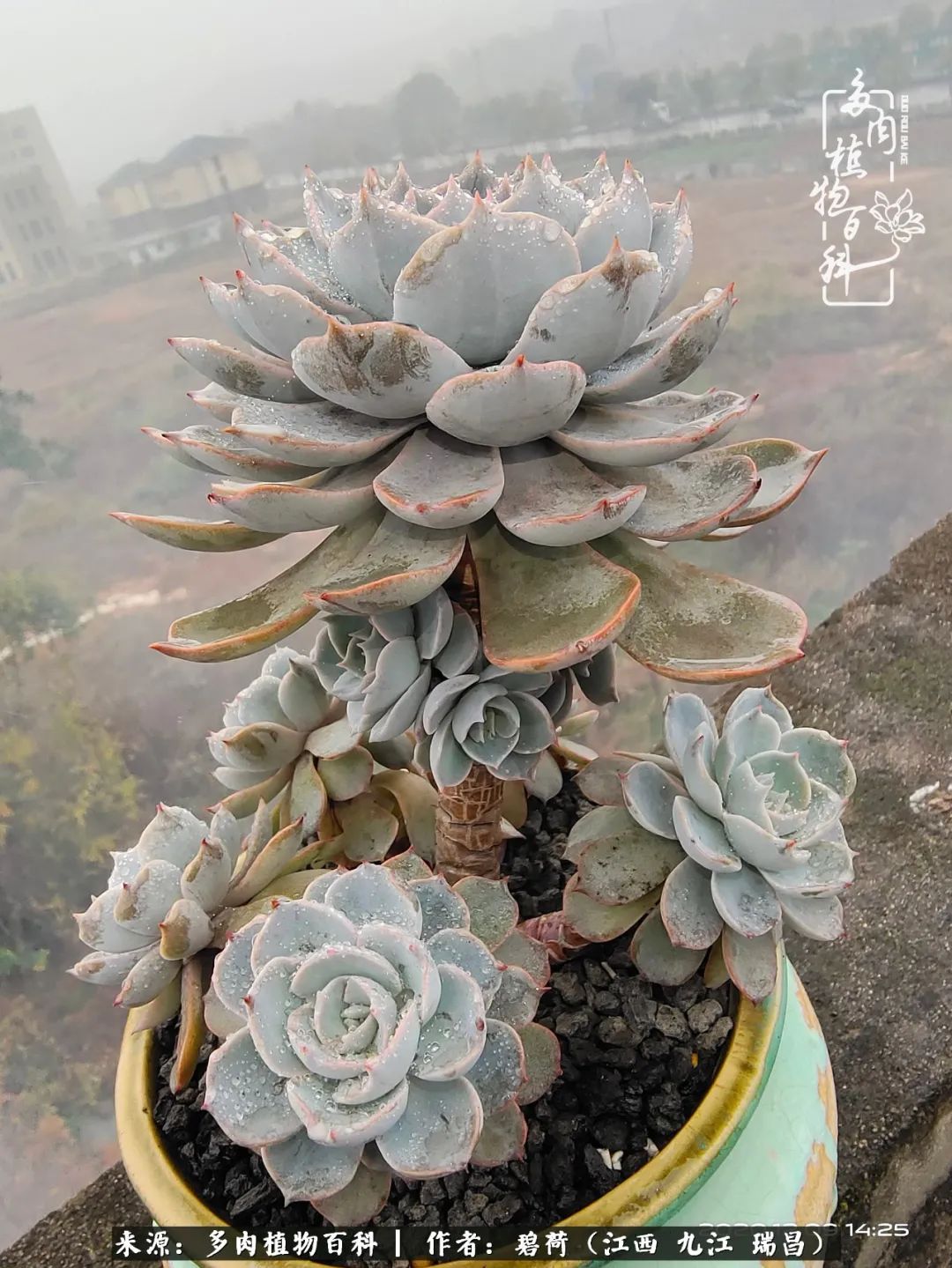 养了五年的多肉看到岁月的痕迹,经过一年春夏秋冬的轮回