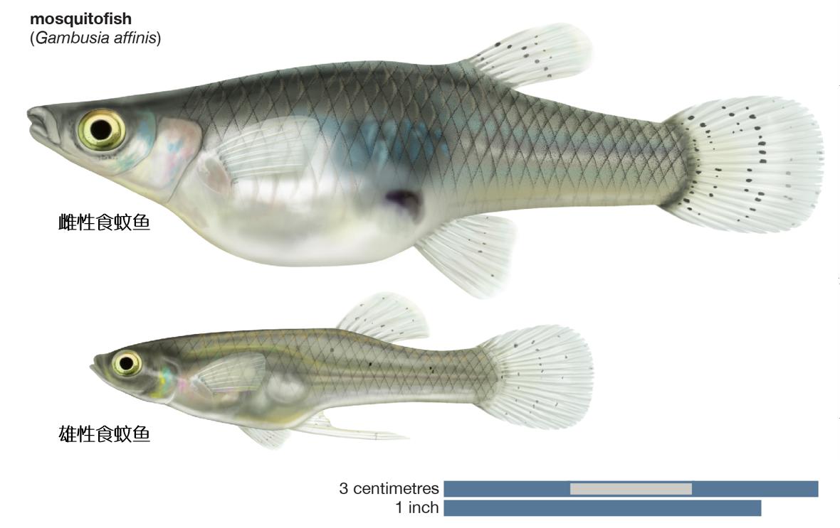 日食孑孓2000只，却被拉入“黑名单”，要蚊子还是要鱼？