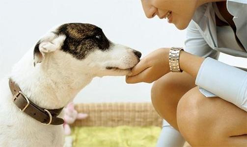 如何正确引导狗狗定点排便,狗狗到家怎么教它去定点排便