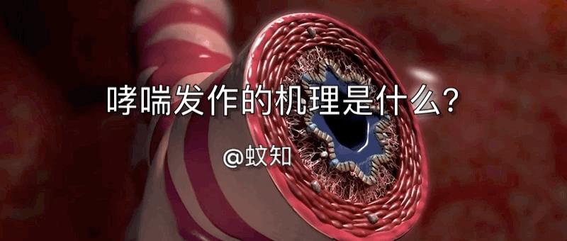 哮喘过敏症的症状,呼吸道过敏哮喘症状