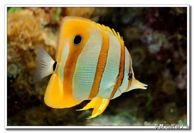 海水鱼饲养水质参数,海水鱼的饲养知识