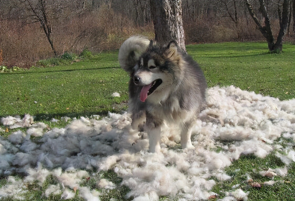 阿拉斯加犬掉粪坑怎么办,3个月的阿拉斯加会不会掉毛