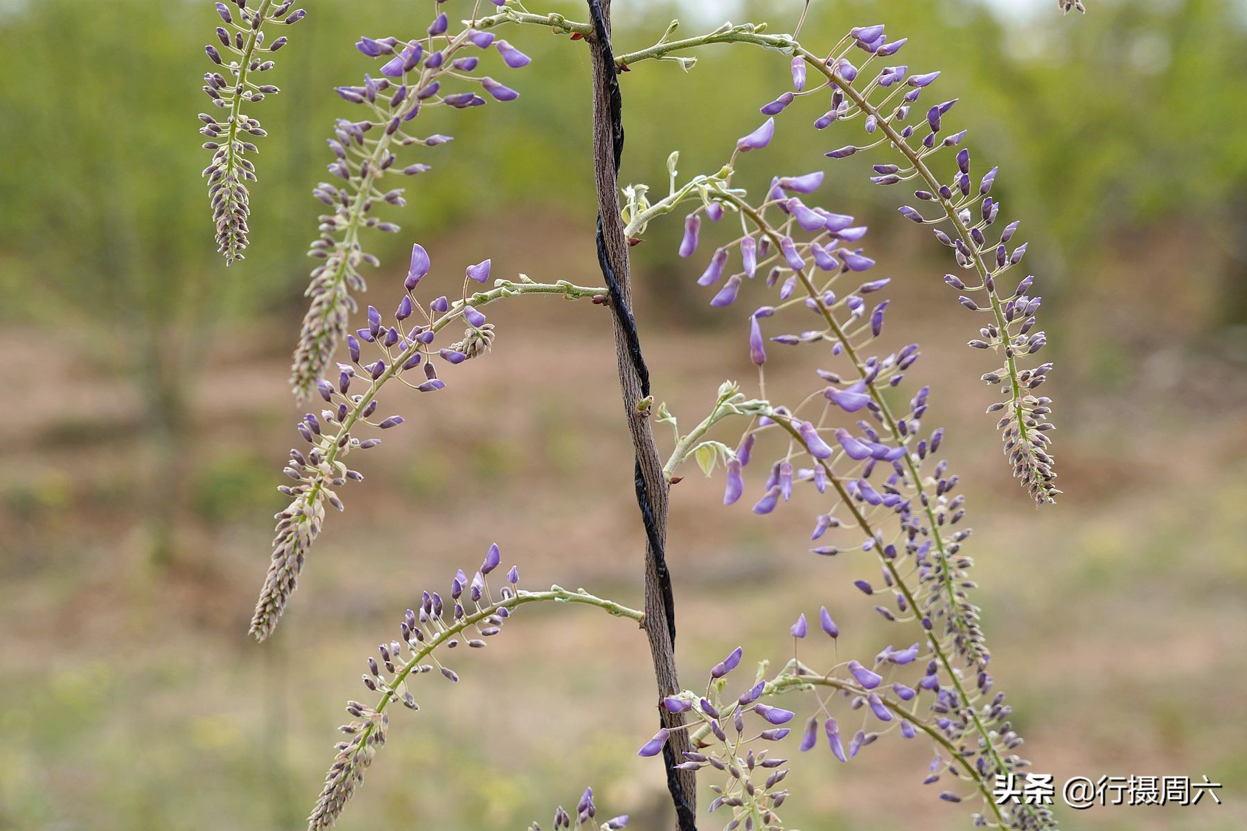 农村创业种植的真实经历,农村山里种植什么赚钱快