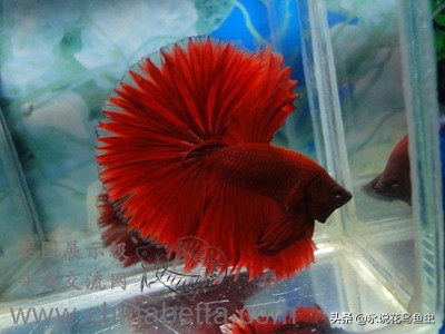 斗鱼哪个品种好养活,斗鱼品种哪个好养