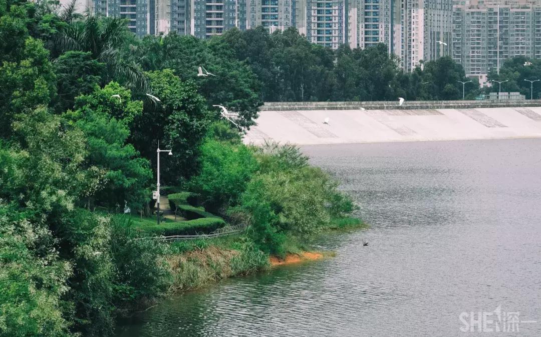 深圳市美美美,深圳最美免费水库