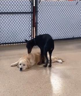 我家狗子被日托所开除了，哈哈哈哈哈笑喷了