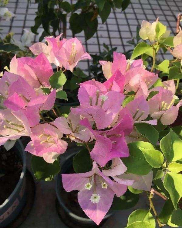 适合9月份养的绿植,四季最好养的10种花