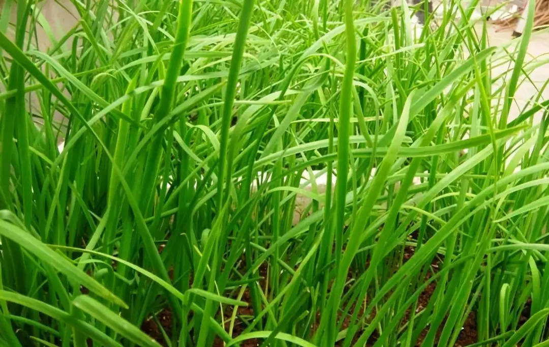 割完韭菜,韭菜为什么割完一茬还有一茬