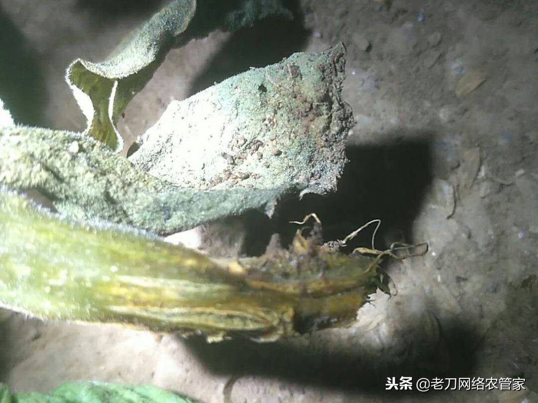 黄瓜嫁接苗定植后萎蔫是什么原因,黄瓜嫁接后蔫了怎么办