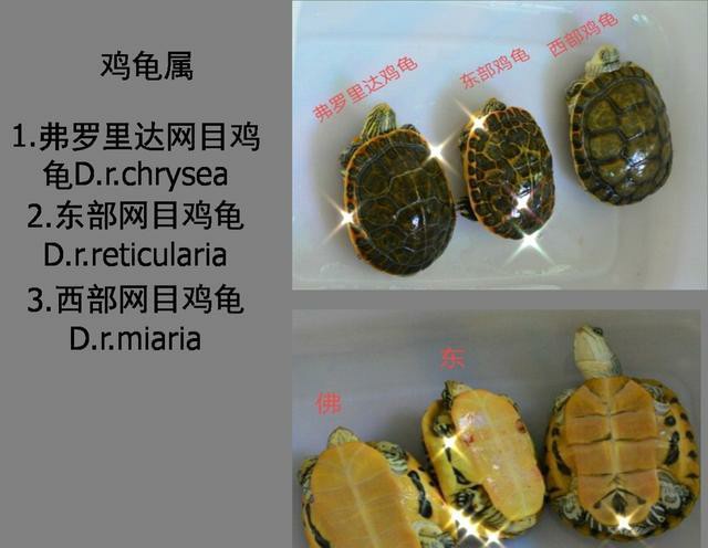 巴西脸龟类成体大小,巴西脸的龟长大什么样