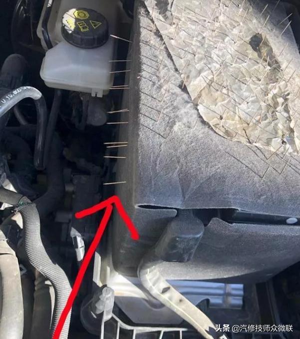 看这位车主是怎样防止猫鼠钻进发动机舱打窝的，这个方法值得推荐