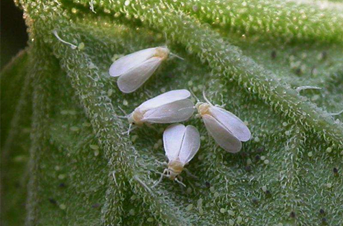 盆栽小西红柿生小飞虫怎么办,盆栽小西红柿遇雨怎么办