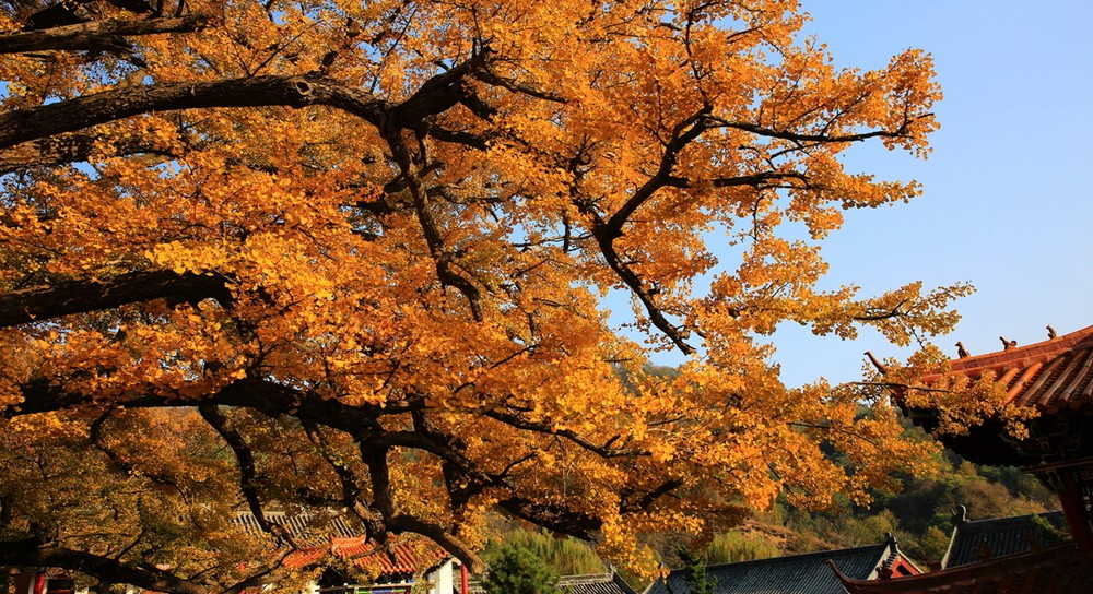 鲁山文殊寺,云雾缭绕人间仙境的寺庙大佛