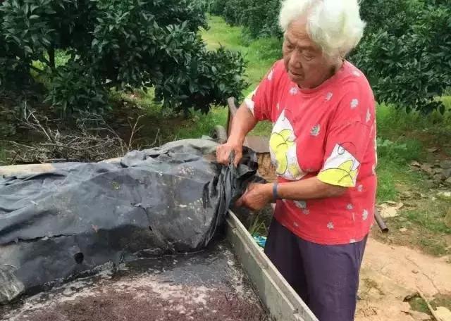 酵素肥料如何使用到果树上,农用环保酵素在果树上的使用方法