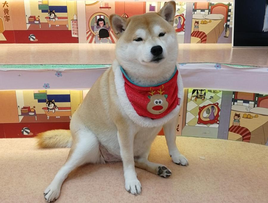 在三里屯体验网红狗咖｜求治愈遭狗子冷淡回应，顾客寥寥无几，我花89元看狗打架1小时