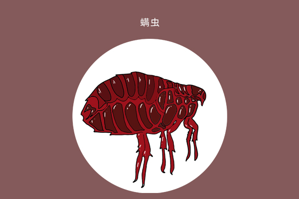 剪发虫会带来什么危害,为什么会出现剪发虫