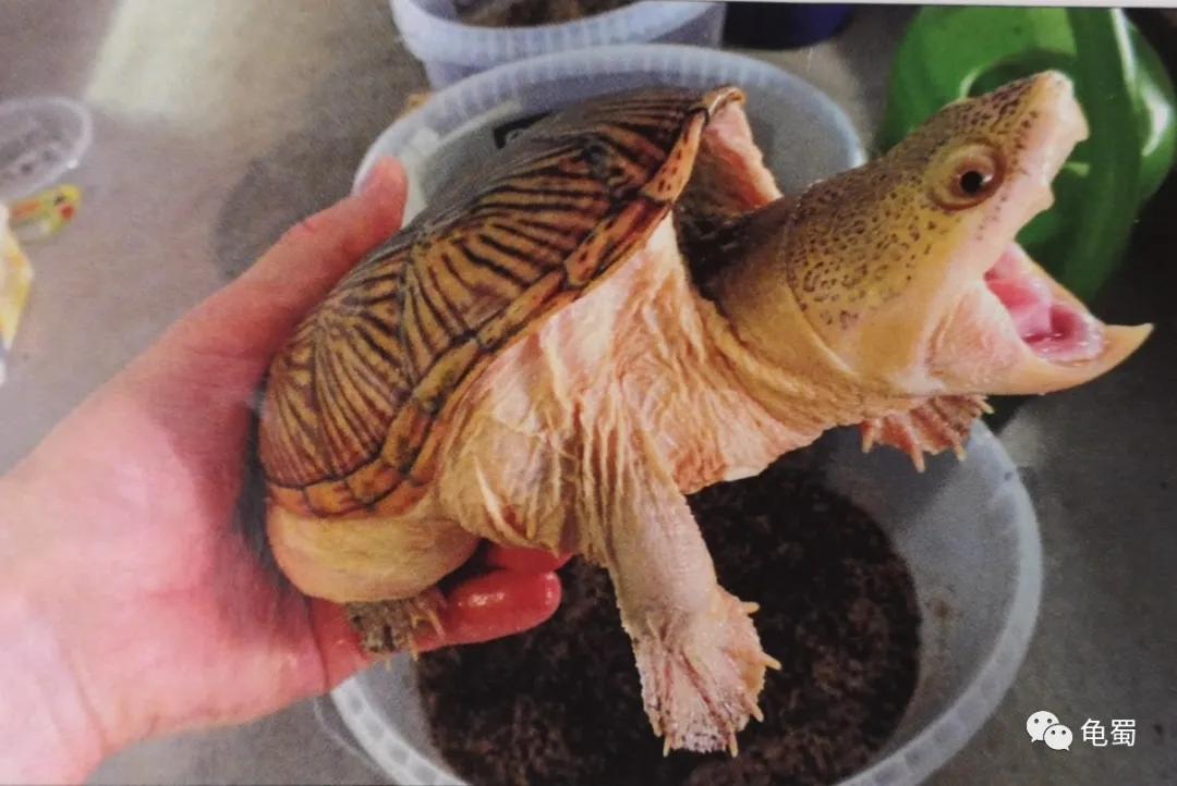 minimonster杭州,minimonster绘本