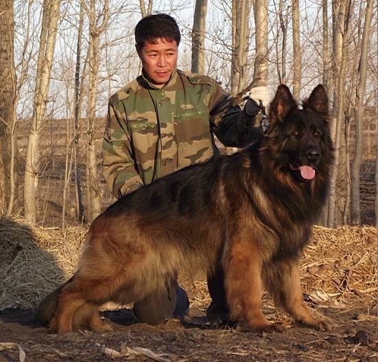 4种不适合养的狗狗你中招了吗,国内禁止饲养的狗狗都有哪些