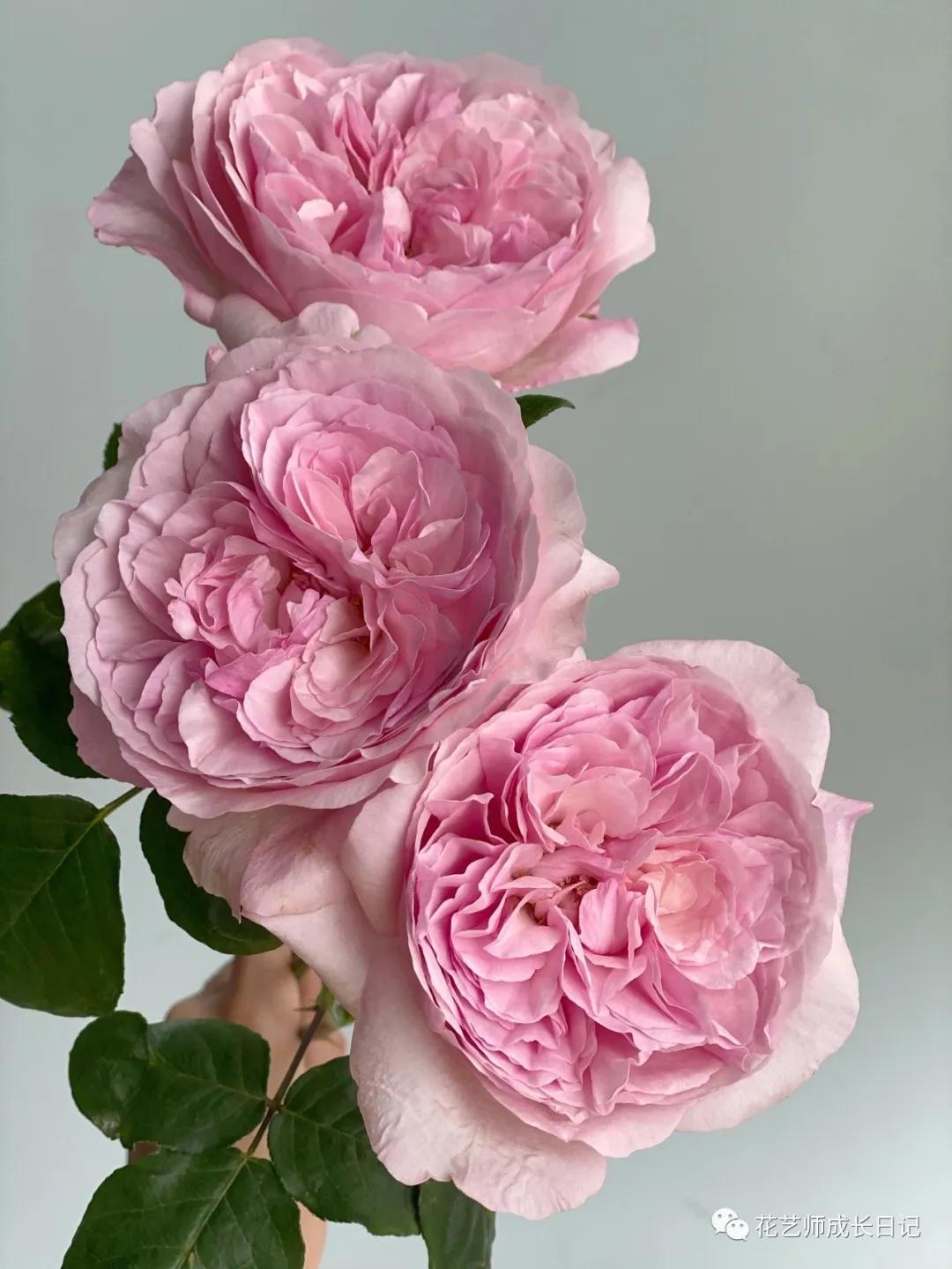 五号香水玫瑰花,100朵粉色玫瑰