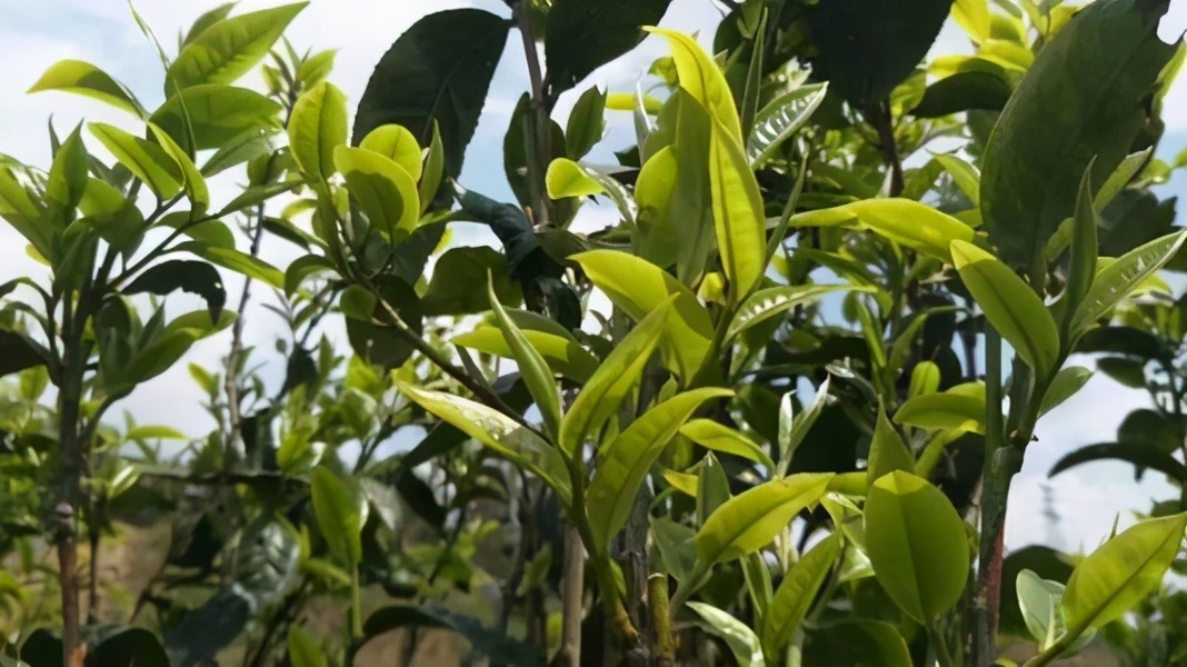 云南普洱茶十大名茶排名一览表,云南普洱茶十大名茶排行榜