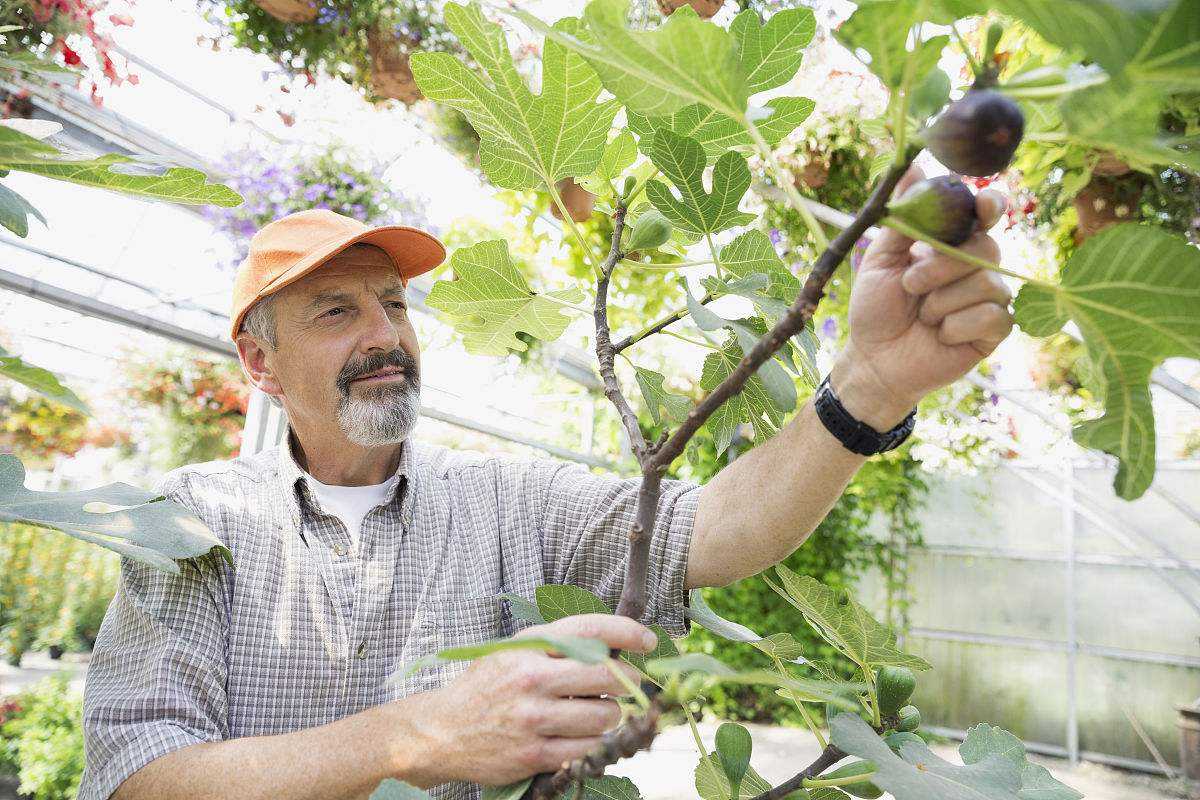 无花果树种植方法全过程,种植无花果的树有几种