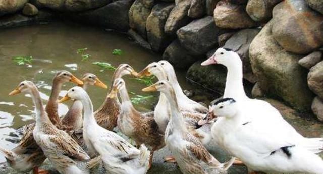 为什么鸭子突然就死了,鸭子为什么洗澡会死