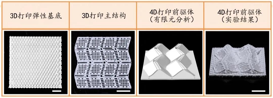专家展示4d打印技术,4d打印新型材料