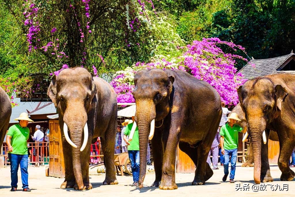 西双版纳自驾游不花钱的景区,云南西双版纳旅游攻略必去景点