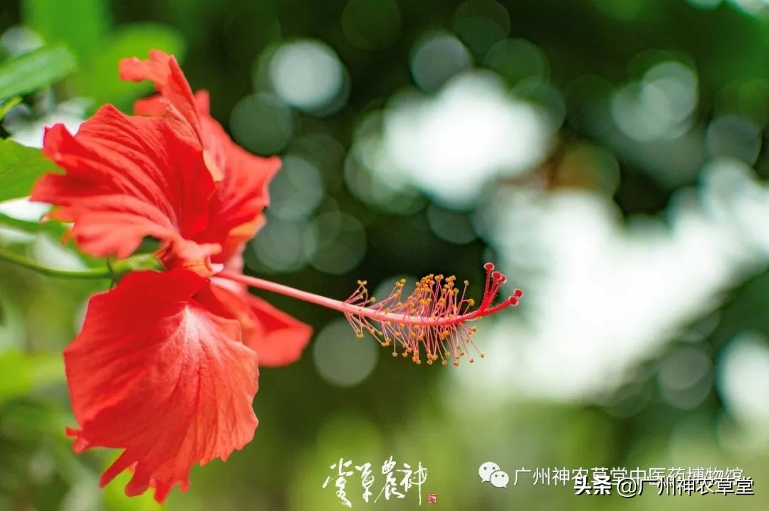 艸堂｜传说中可以挂太阳的树，草堂有