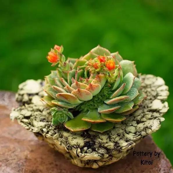 43岁大叔六年养多肉,大叔养各种各样的多肉