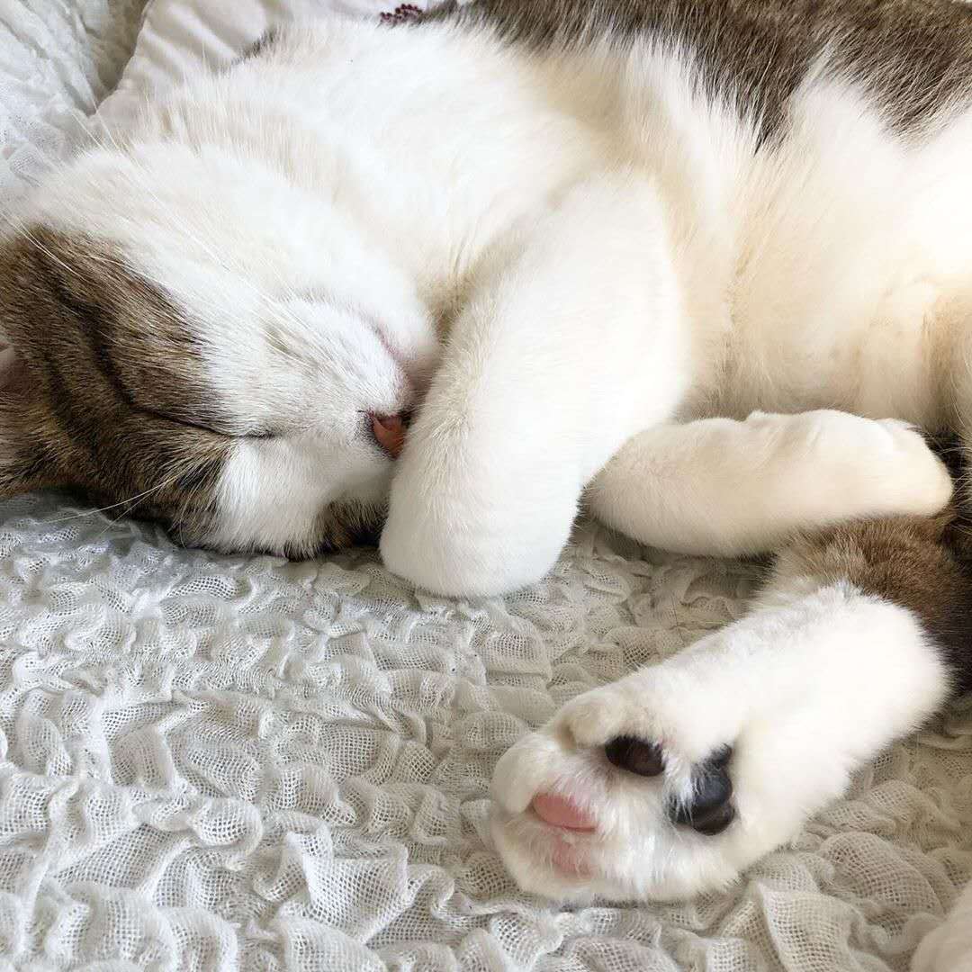 猫咪需要补充矿物质吗,微量元素猫吃的