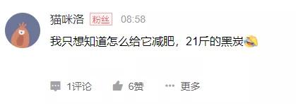 猫咪太肥胖可以节食吗,猫咪吃什么能长胖如何让猫咪长肉