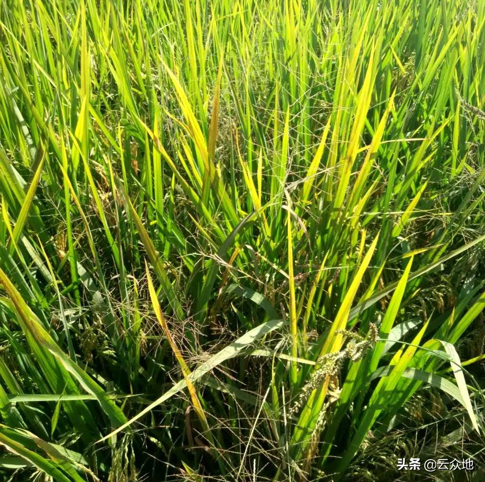 水稻早衰图片,水稻早衰的原因及解决方法
